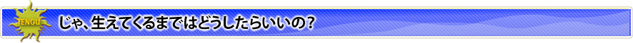 じゃ、生えてくるまではどうすればいいの？