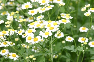 育毛でも必要な植物天然薬・メディカルハーブの生育場所